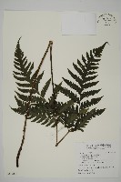 藏品(薄葉擬肋毛蕨、南洋三叉蕨)的圖片