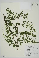 藏品(大黑柄鐵角蕨、黃鱗鐵角蕨、大羽鐵角蕨)的圖片