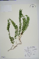 藏品(攀緣鱗始蕨)的圖片