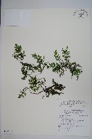 藏品(圓唇假脈蕨)的圖片