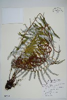 藏品(台灣瘤足蕨)的圖片