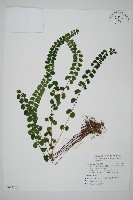 藏品(圓葉陵齒蕨)的圖片