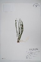 藏品(姬書帶蕨)的圖片