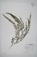 藏品(瓶蕨)的圖片