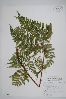 藏品(小苞鱗毛蕨、小苞肉刺蕨)的圖片