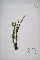 藏品(福氏石松)的圖片