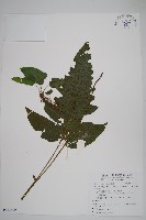 藏品(威氏聖蕨)的圖片