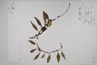 藏品(骨牌蕨)的圖片