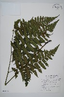 藏品(德氏雙蓋蕨)的圖片