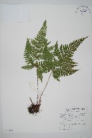 藏品(臺灣鱗毛蕨)的圖片