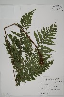 藏品(肋毛蕨)的圖片