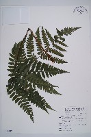 藏品(黑葉貞蕨)的圖片