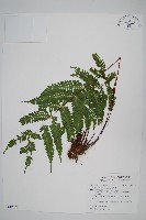 藏品(長柄鳳尾蕨)的圖片