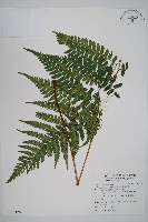 藏品(廣葉深山雙蓋蕨)的圖片