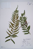 藏品(萊氏鐵角蕨)的圖片