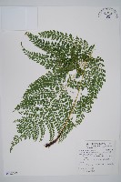 藏品(臺灣兩面複葉耳蕨)的圖片