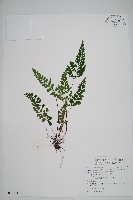 藏品(闊片鱗始蕨、錢氏鱗始蕨)的圖片