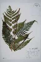 藏品(廣葉深山雙蓋蕨)的圖片