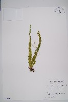 藏品(福氏石松)的圖片