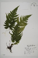 藏品(觀音三叉蕨)的圖片