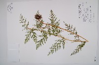 藏品(烏蕨)的圖片