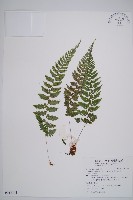 藏品(細裂蹄蓋蕨)的圖片