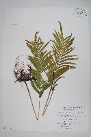 藏品(鐵毛蕨、毛蕨)的圖片