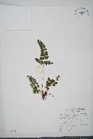 藏品(海島陵齒蕨)的圖片