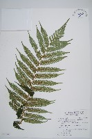 藏品(蘭嶼筆筒樹、蘭嶼桫欏)的圖片