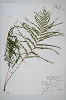 藏品(二羽達邊蕨)的圖片