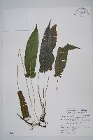 藏品(單葉新月蕨)的圖片