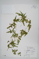 藏品(海金沙)的圖片