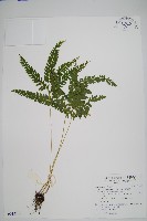 藏品(網脈鱗始蕨)的圖片