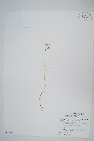 藏品(分枝莎草蕨)的圖片