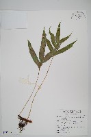 藏品(掌葉茀蕨)的圖片