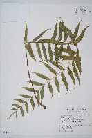 藏品(蘭嶼鐵角蕨)的圖片