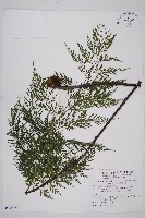 藏品(大黑柄鐵角蕨)的圖片