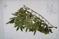 藏品(觀音座蓮舅)的圖片