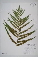 藏品(稀毛蕨)的圖片