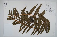 藏品(長葉腎蕨)的圖片