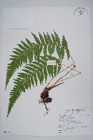 藏品(翅軸假金星蕨、短柄卵果蕨)的圖片