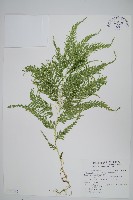 藏品(全緣卷柏)的圖片