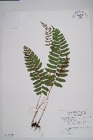 藏品(刺蕨)的圖片