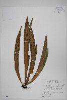 藏品(蘭嶼車前蕨)的圖片