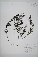 藏品(華東瓶蕨)的圖片