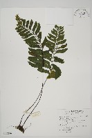 藏品(剪葉鐵角蕨)的圖片