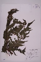 藏品(雲南三叉蕨)的圖片