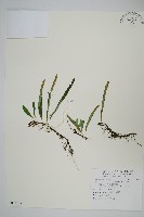 藏品(瓦葦)的圖片