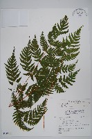 藏品(薄葉三叉蕨)的圖片