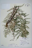 藏品(粉葉蕨)的圖片